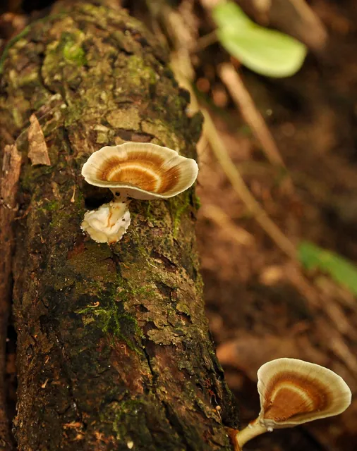 A few funghi growing on trees on the way up