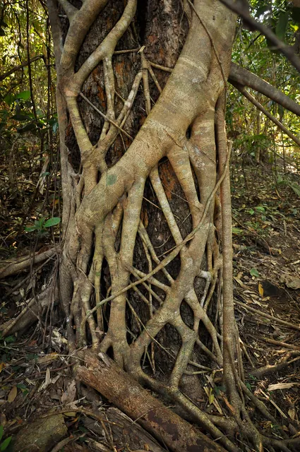 Cape Tribulation — photograph 15