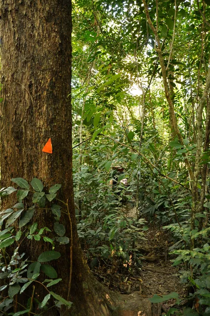 The arrows on some of the trees prove useful when the undergrowth is dense