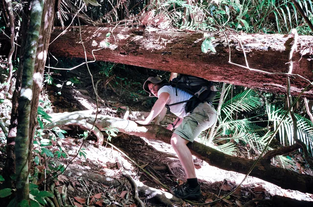 Some scrambling over and under fallen trees is required