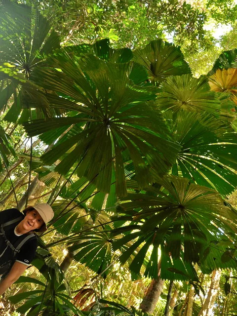 Gill beneath Fan Palms