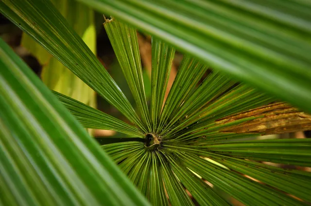 Cape Tribulation — photograph 20