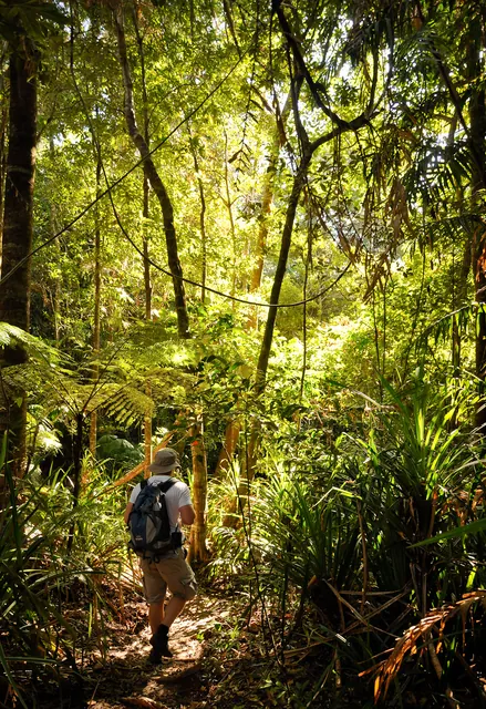 Cape Tribulation — photograph 21