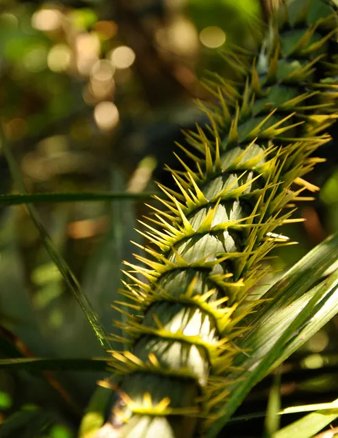 Many of the plants have some form of thorn incorporated on them but their protection seems overkill based on today's grazers