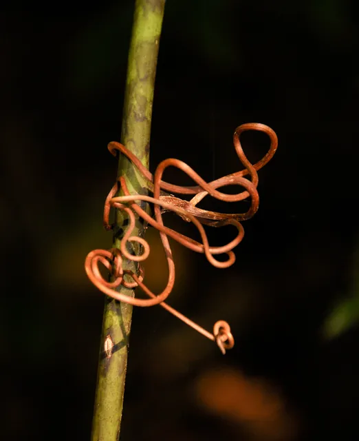 Cape Tribulation — photograph 24
