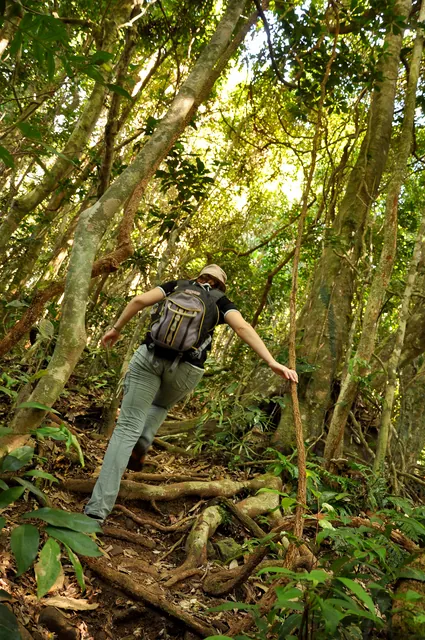 Cape Tribulation — photograph 25
