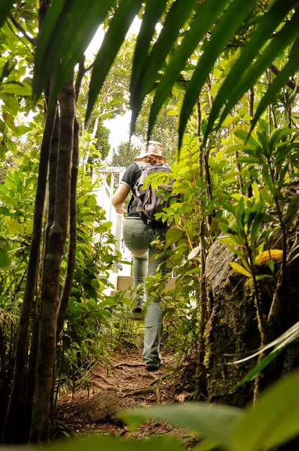 Through the foliage, the end is in sight
