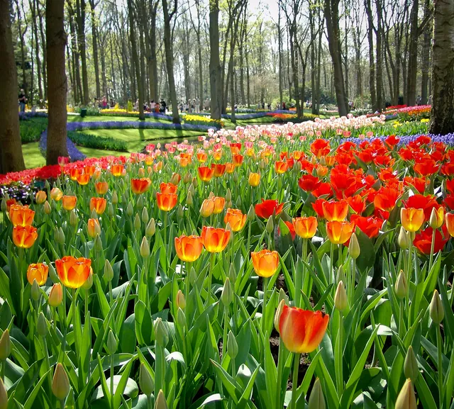 Welcome to Keukenhof ... open from mid March till mid May