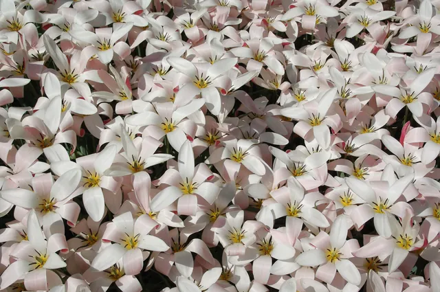 Keukenhof — photograph 3