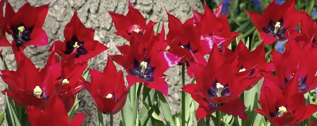 Keukenhof — photograph 4
