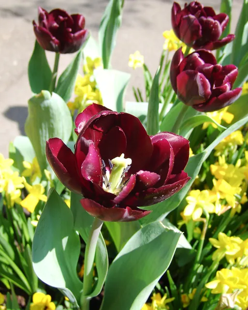 Keukenhof — photograph 5