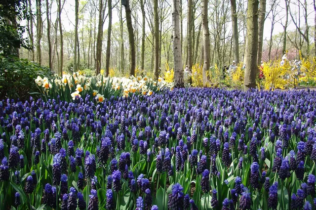Keukenhof — photograph 6