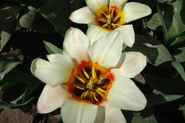 Keukenhof — photograph 8
