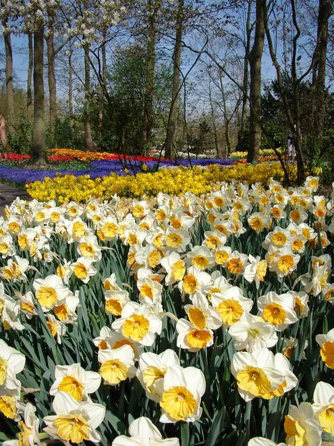 Keukenhof — photograph 10