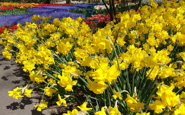 Keukenhof — photograph 11