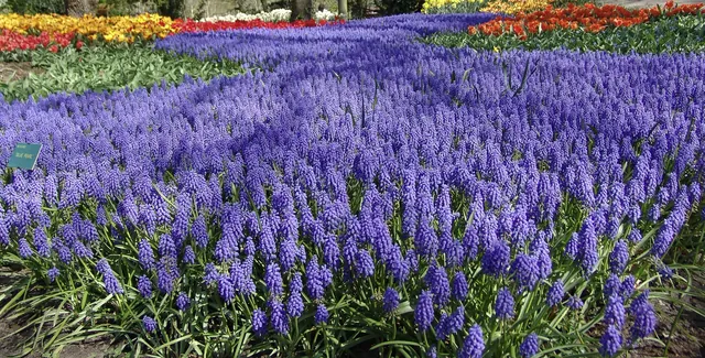 Keukenhof — photograph 12