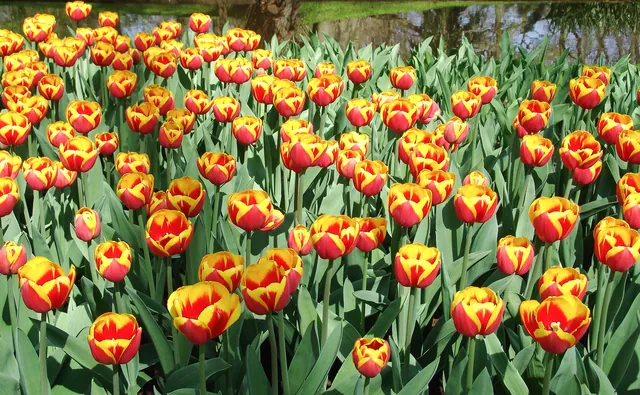 Keukenhof — photograph 13