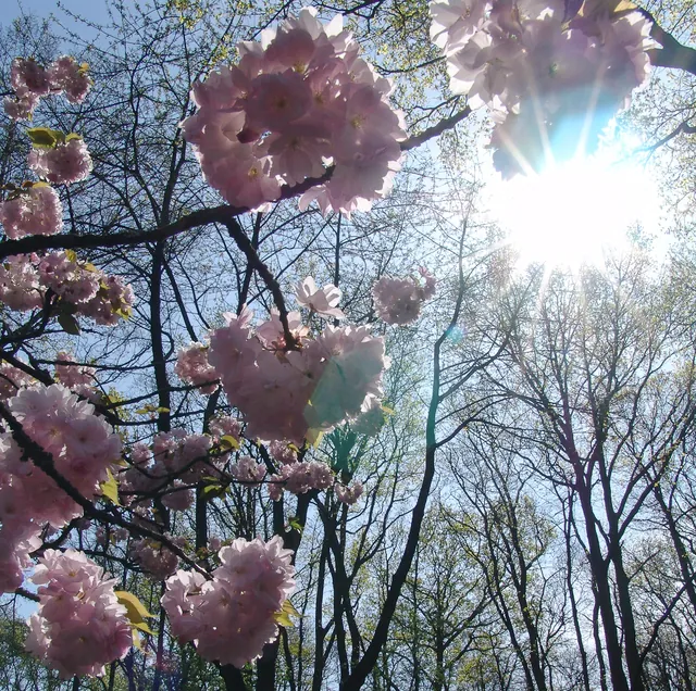 Keukenhof — photograph 14