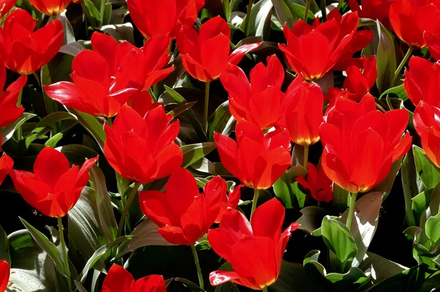 Keukenhof — photograph 16