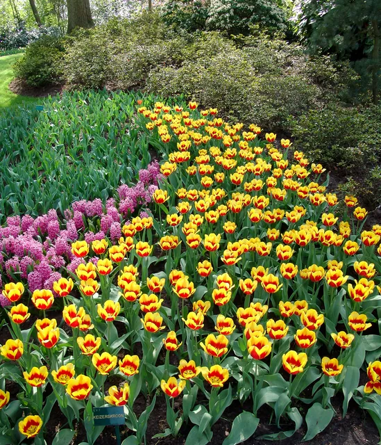 Keukenhof — photograph 17