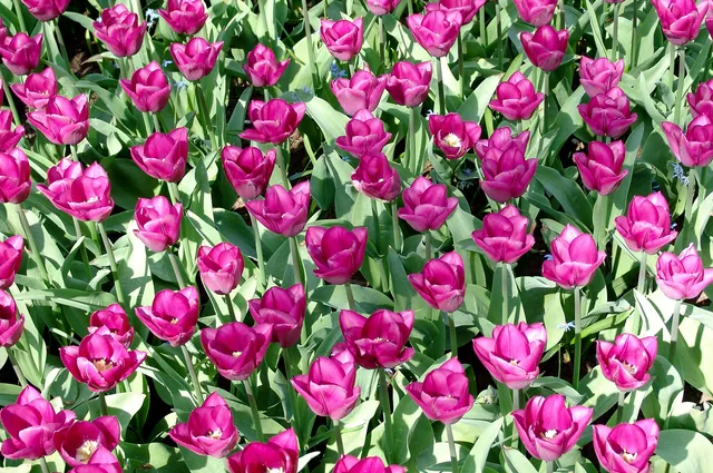 Keukenhof — photograph 18