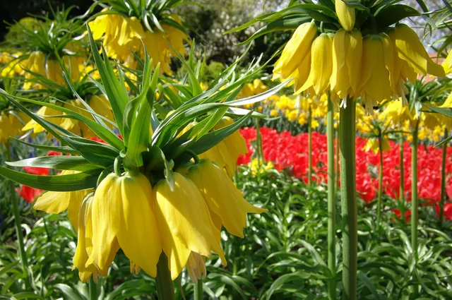 Keukenhof — photograph 19