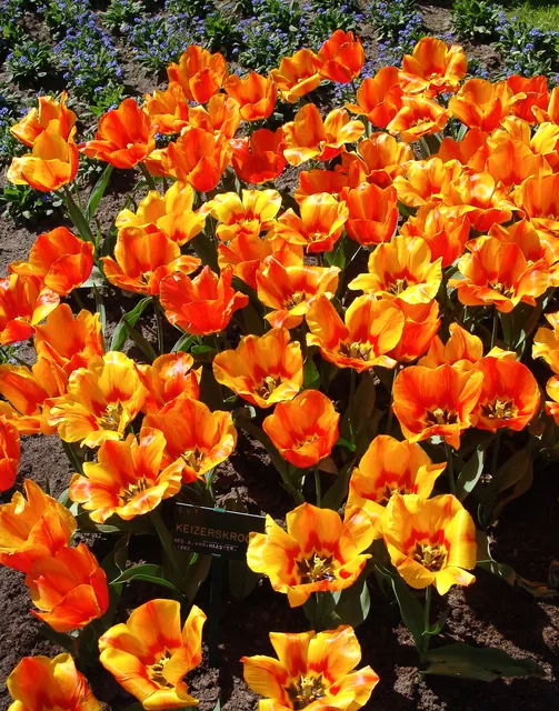 Keukenhof — photograph 20