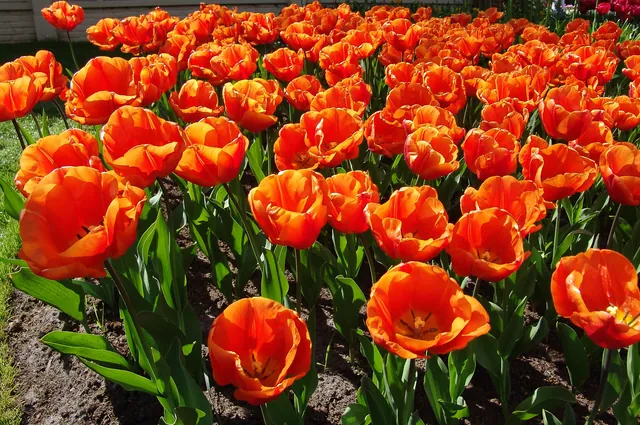 Keukenhof — photograph 21