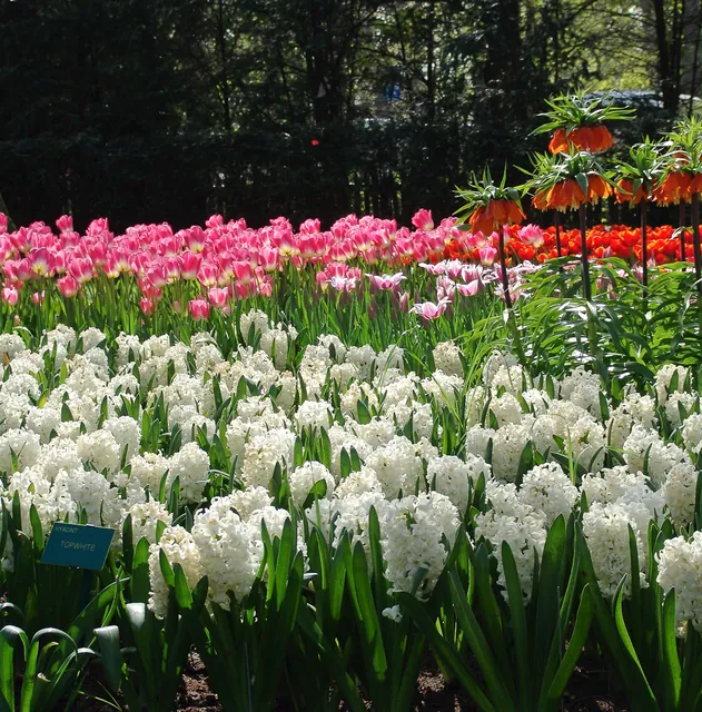 Keukenhof — photograph 23