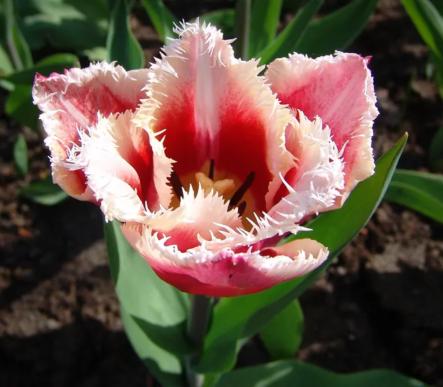 Keukenhof — photograph 24