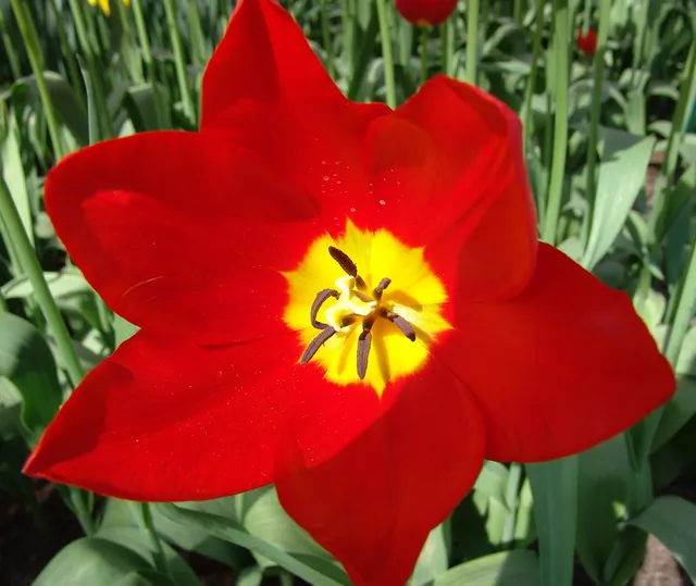 Keukenhof — photograph 27