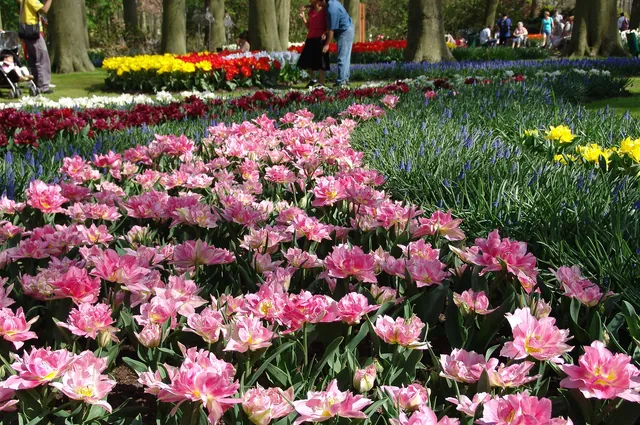 Keukenhof — photograph 29