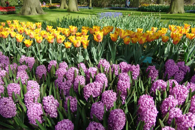 Keukenhof — photograph 30