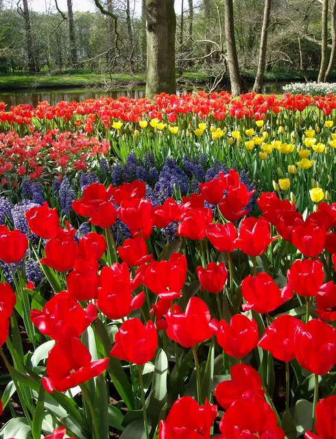 Keukenhof — photograph 33
