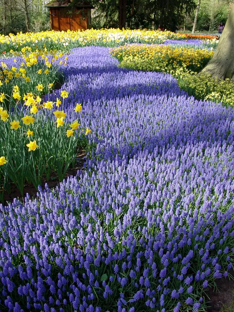Keukenhof — photograph 34
