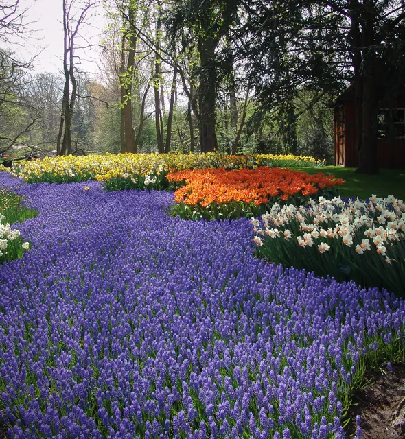 Keukenhof — photograph 36