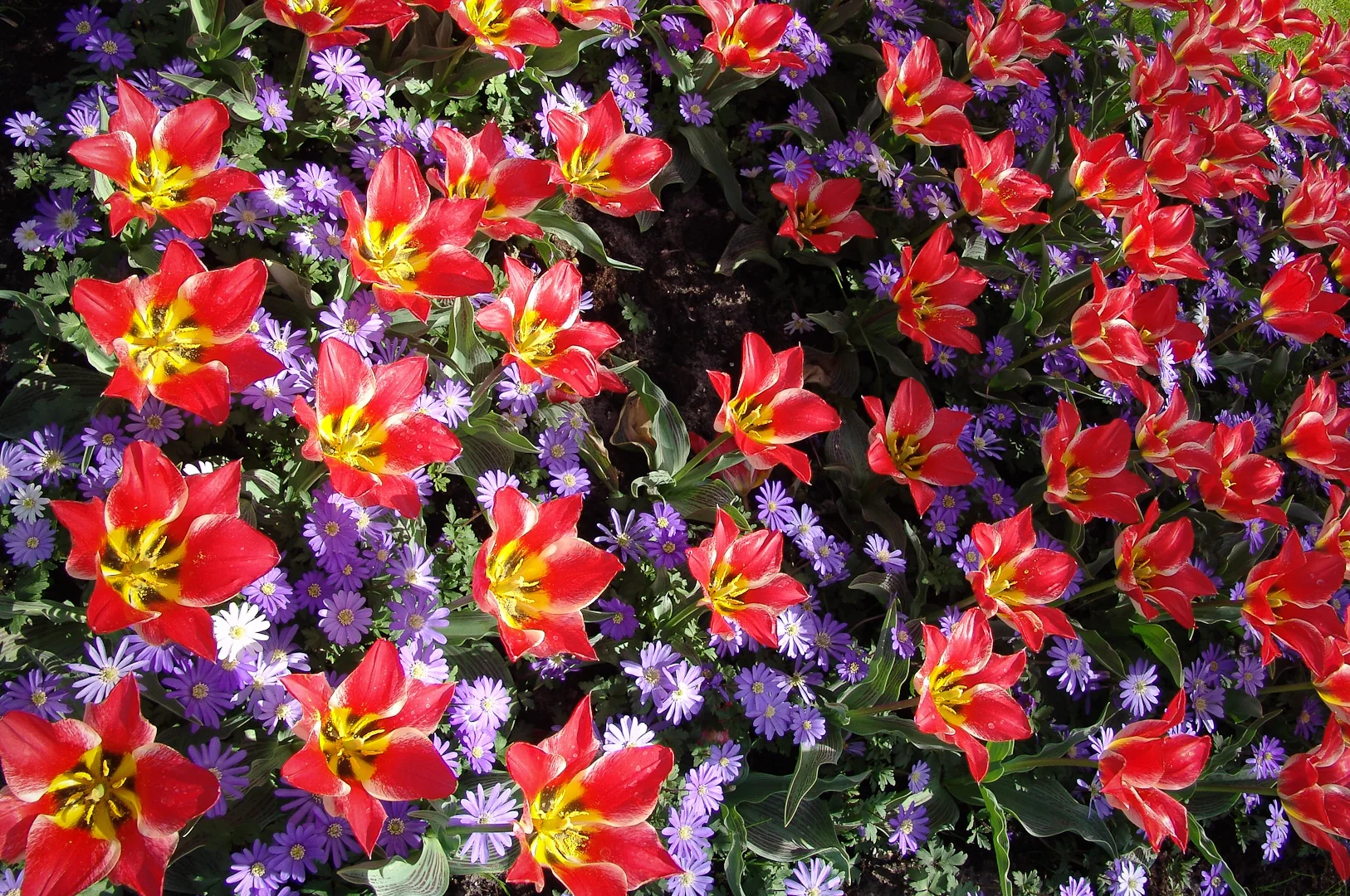Keukenhof