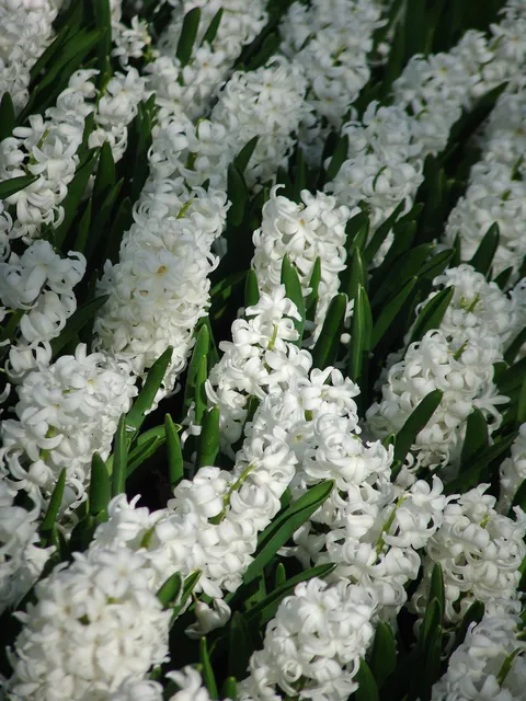 Keukenhof — photograph 39