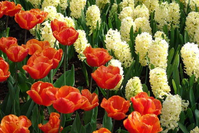 Keukenhof — photograph 40