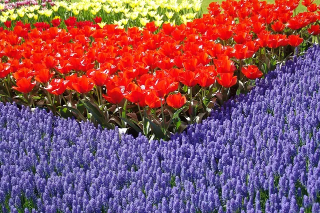 Keukenhof — photograph 42