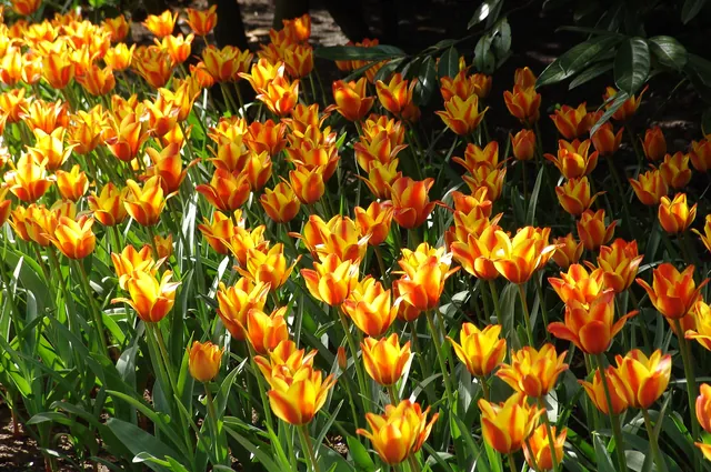 Keukenhof — photograph 44