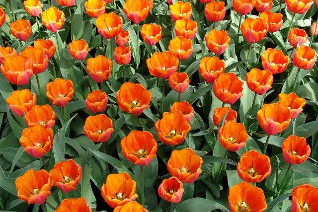 Keukenhof — photograph 45