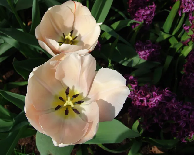 Keukenhof — photograph 46