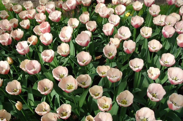 Keukenhof — photograph 47