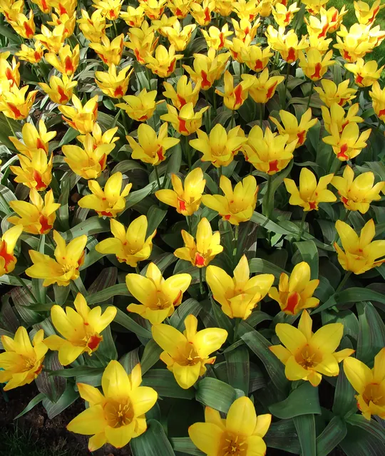 Keukenhof — photograph 48