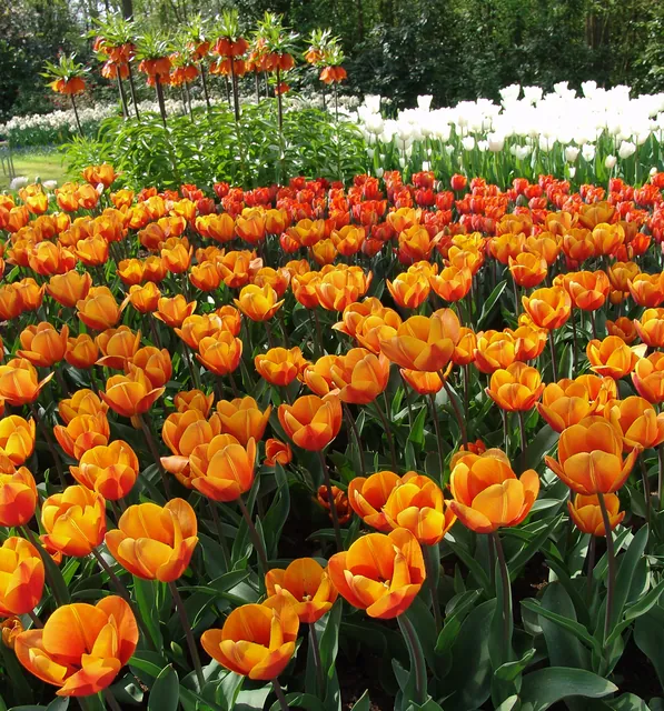 Keukenhof — photograph 49