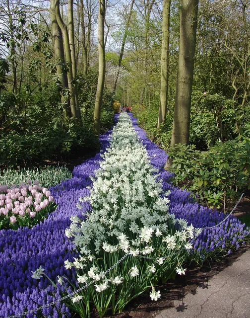 Keukenhof — photograph 50