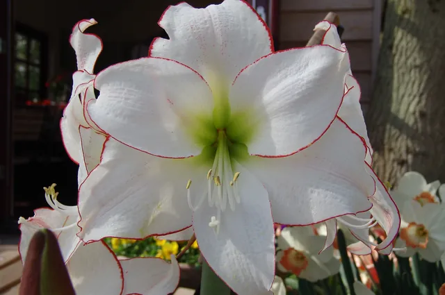 Keukenhof — photograph 51