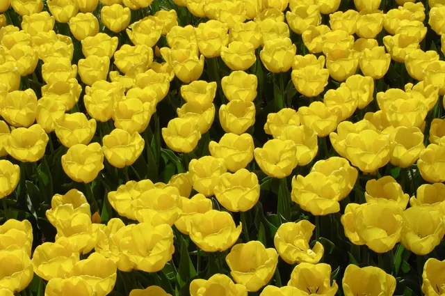 Keukenhof — photograph 52