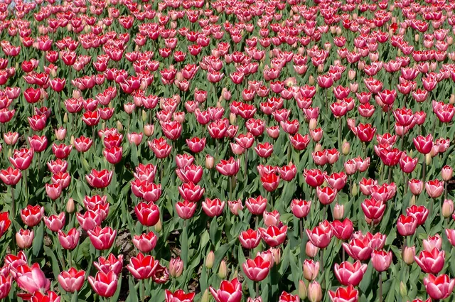 Keukenhof — photograph 53